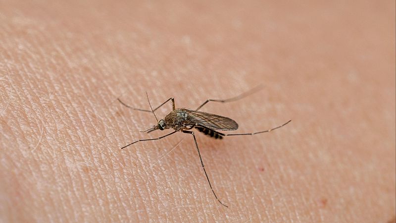 La Puebla del Río, en alto riesgo frente al virus del Nilo | Ver