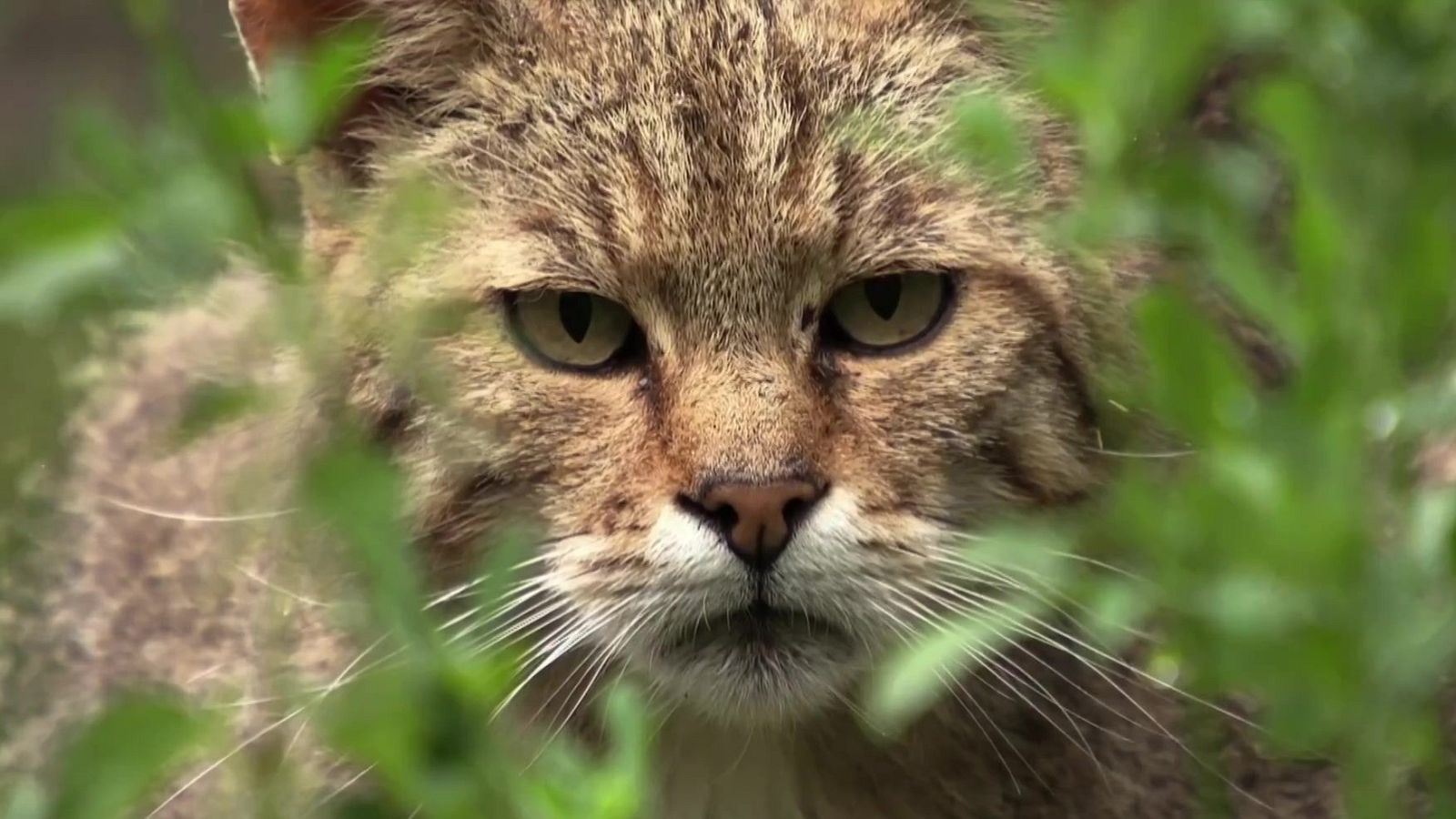 Grans Documentals - Petits felins, grans personalitats - Veure ara