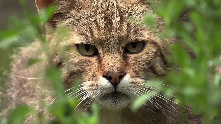 Som Documentals - Petits felins, grans personalitats