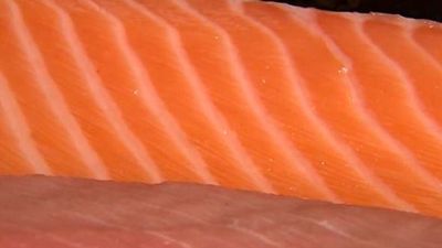 Todo sobre el salmón, en 'Comando DAG'