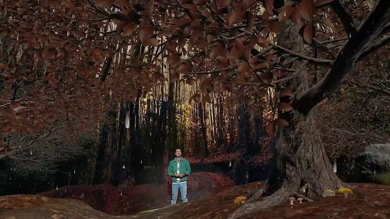 Emocions, bosc inundat i magdalenes - Aqu� la Terra - Aqu� la Terra | Veure