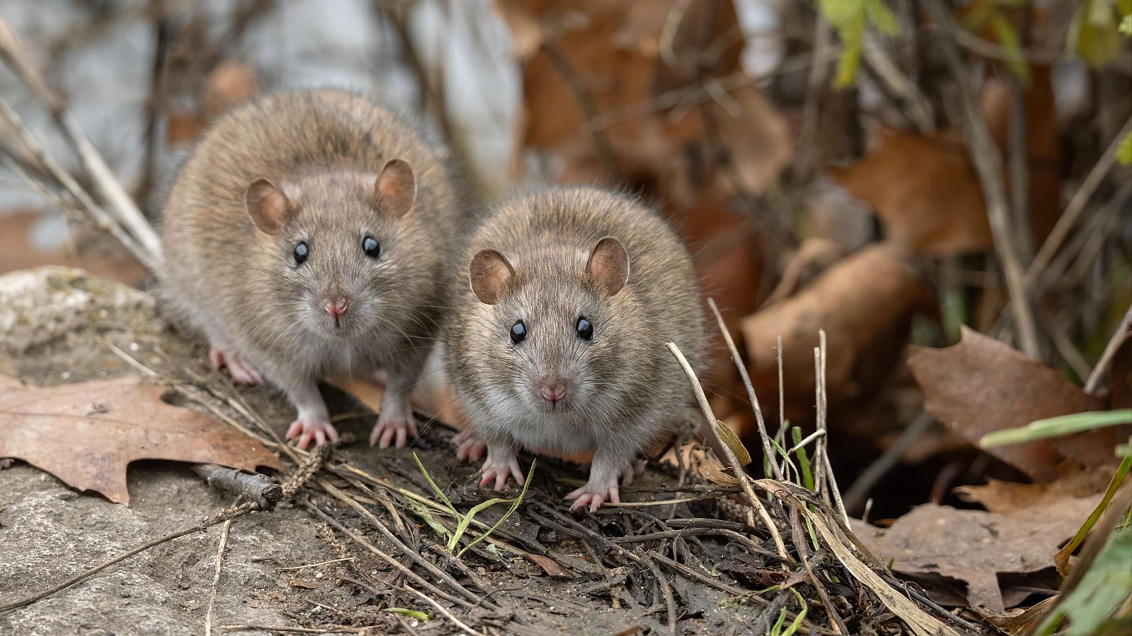 ¿Qué es el hantavirus?
