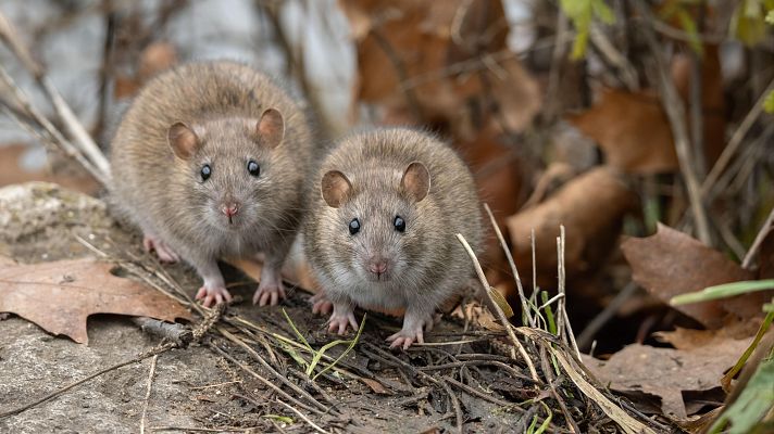 Telediario 1 - ¿Qué es el hantavirus? ¿Cómo se contagia?