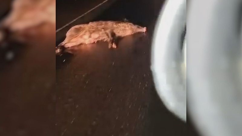 14 jabalíes provocan un accidente de tráfico en Los Corrales de Buelna tras irrumpir en la N-611 - TeleCantabria | Ver