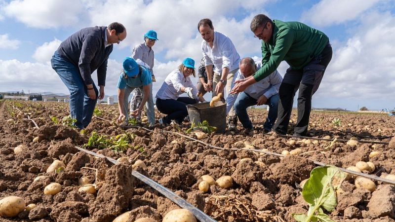 Comienza la campaña de la patata temprana en Cartagena - Noticias Murcia | Ver