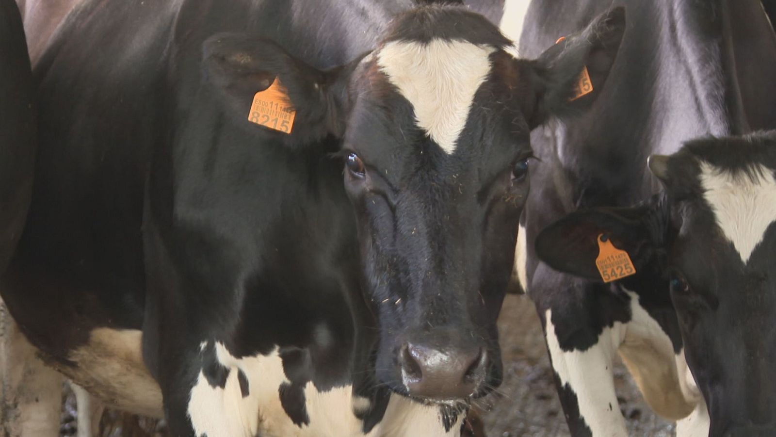 Evolucionan ben as vacas rescatadas en helicóptero na Ribeira Sacra - Telexornal - Galicia | Ver