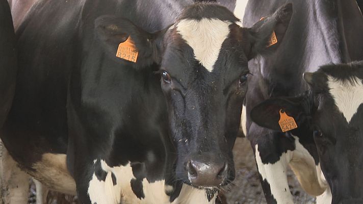 Telexornal - Galicia - Rescate aéreo de vacas na Ribeira Sacra