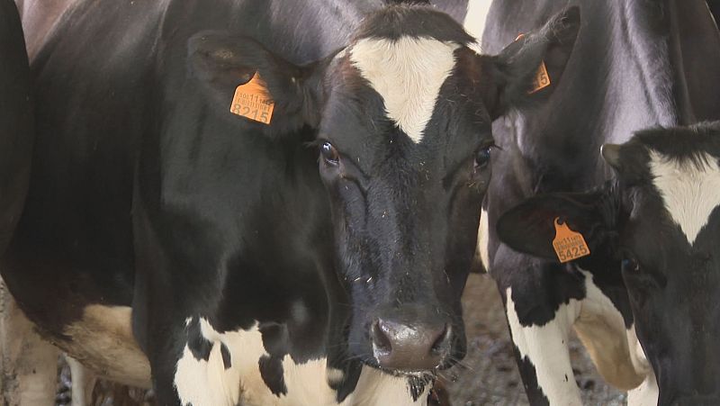 Evolucionan ben as vacas rescatadas en helicóptero na Ribeira Sacra - Telexornal - Galicia | Ver