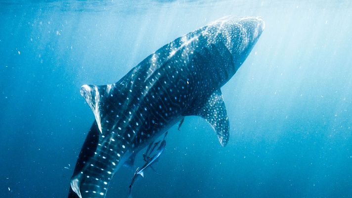 Animales extraordinarios de Australia - Obsesivo