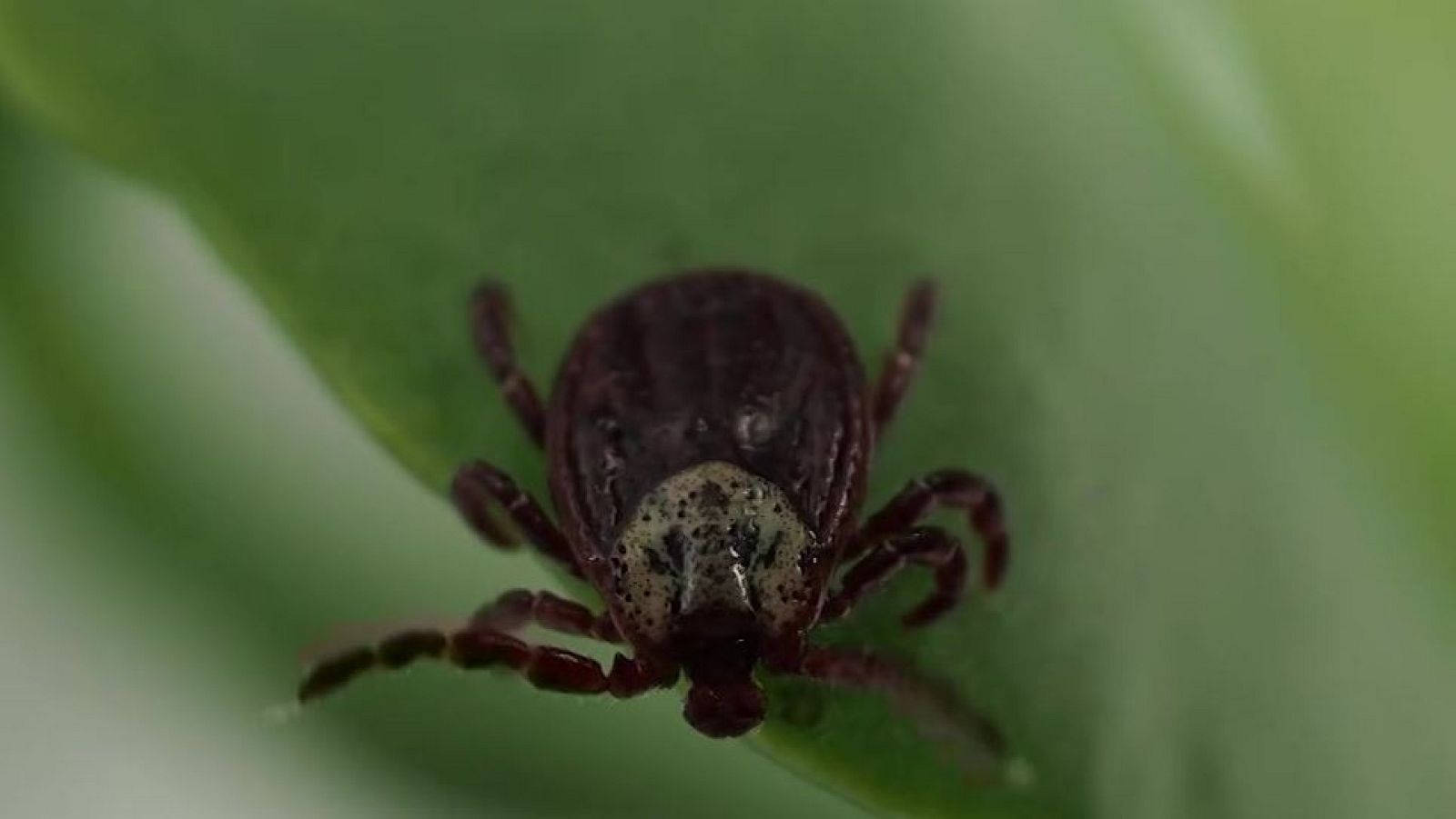 Eva padece la enfermedad de Lyme por la picadura de una garrapata - Directo al grano | Ver