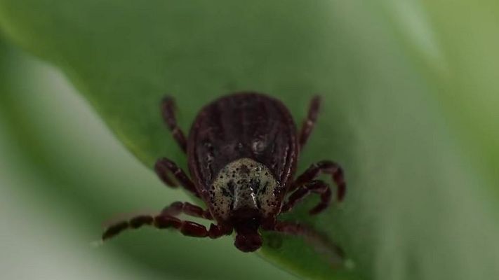 Directo al grano - Aumenta la presencia de garrapatas en España