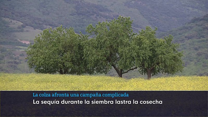Informativo Telerioja - 07/05/26 | Ver