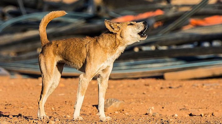 Animales extraordinarios de Australia - Estratégico