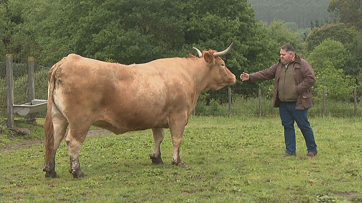 Telexornal - Galicia - Récord na feira de gando de Silleda: Linda, unha vaca rubia galega, véndese por máis de 10.500 euros