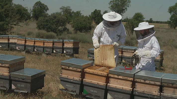 Noticias de Castilla y León - Mercosur pone en jaque a los pequeños productores de miel de Castilla y León