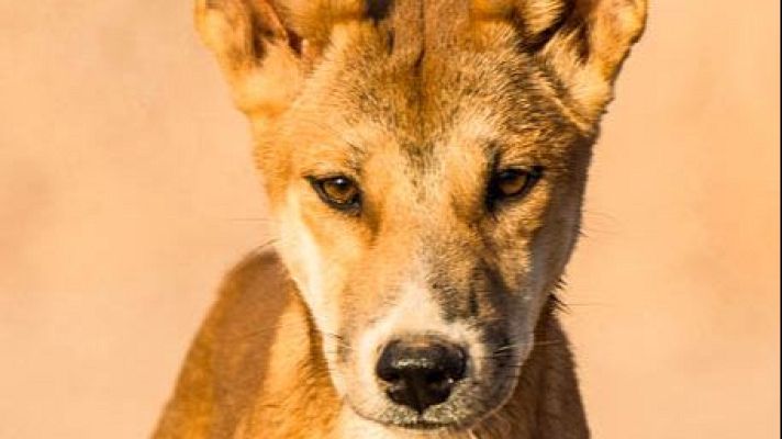Animales extraordinarios de Australia - Extraño