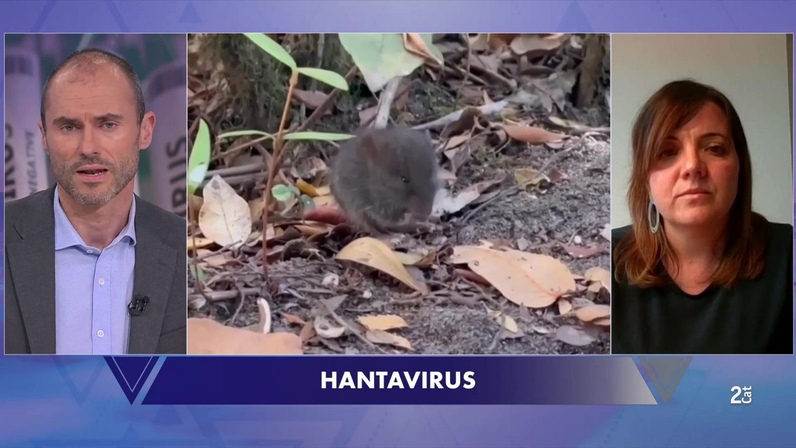 Claus de l’hantavirus i el risc de noves zoonosis - El Vespre | Veure