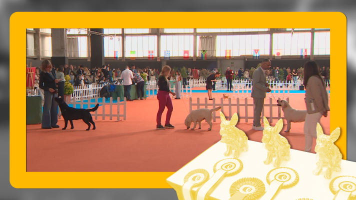 Noticias de Extremadura - Competición canina en Badajoz