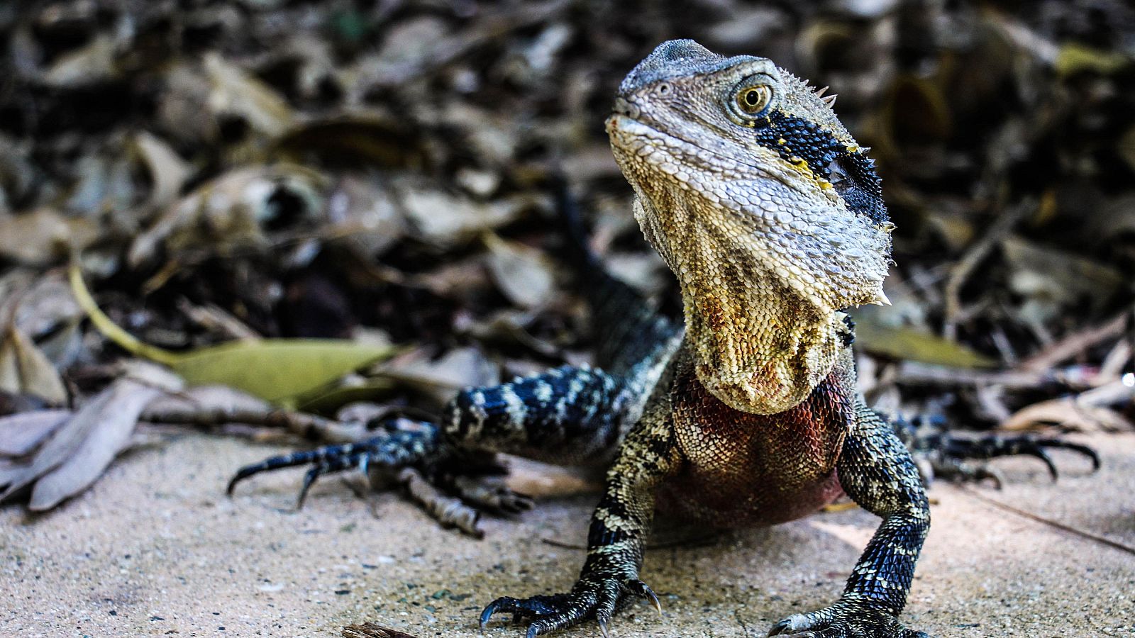 Animales extraordinarios de Australia - Episodio 15: Valiente - Animales extraordinarios de Australia | Ver