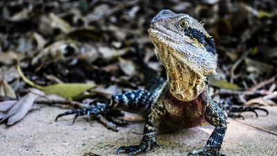 Animales extraordinarios de Australia - Episodio 15: Valiente - Animales extraordinarios de Australia | Ver