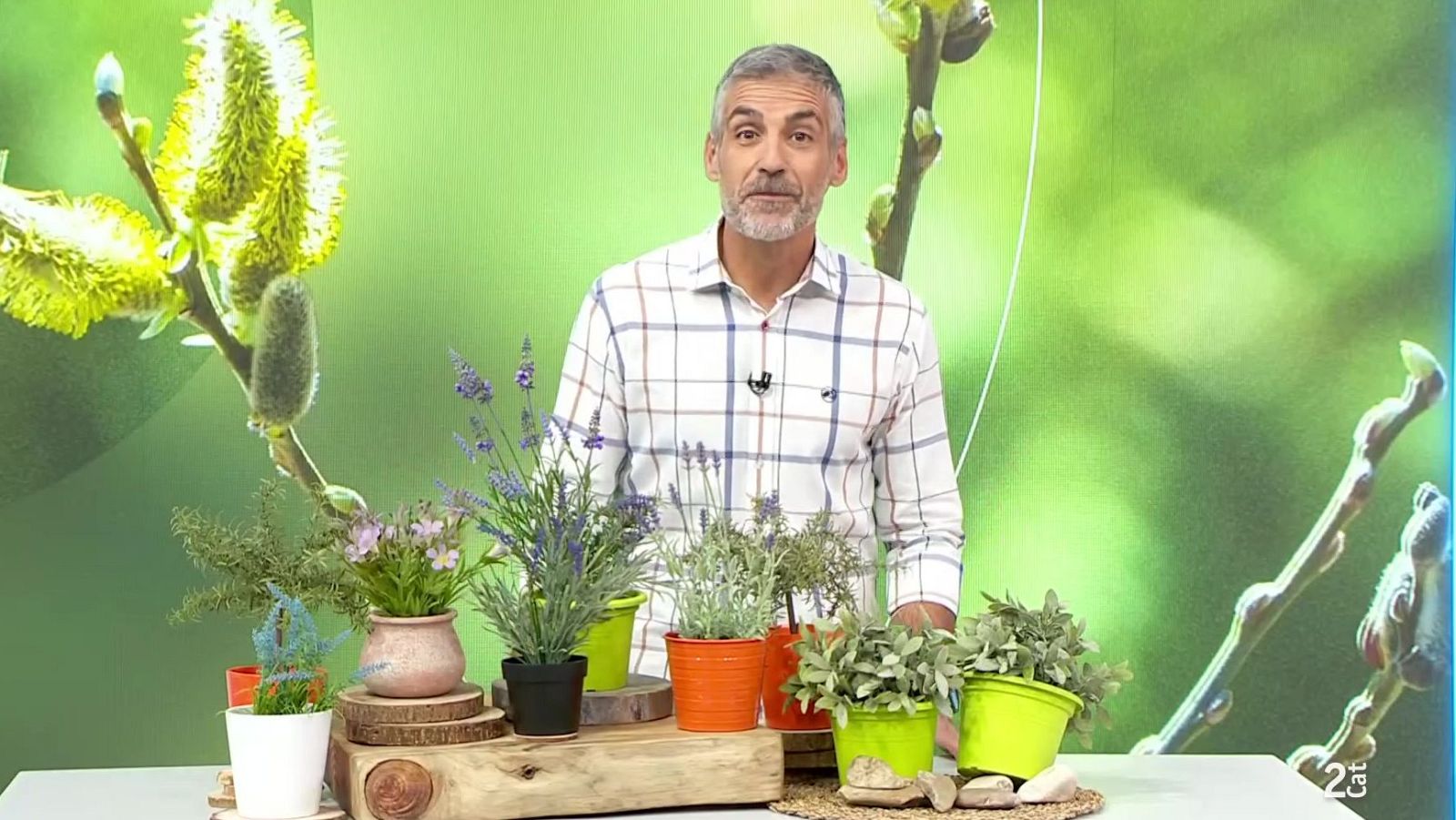 Oli d'oliva, flors i vaques - Aquí la Terra - Aquí la Terra | Veure
