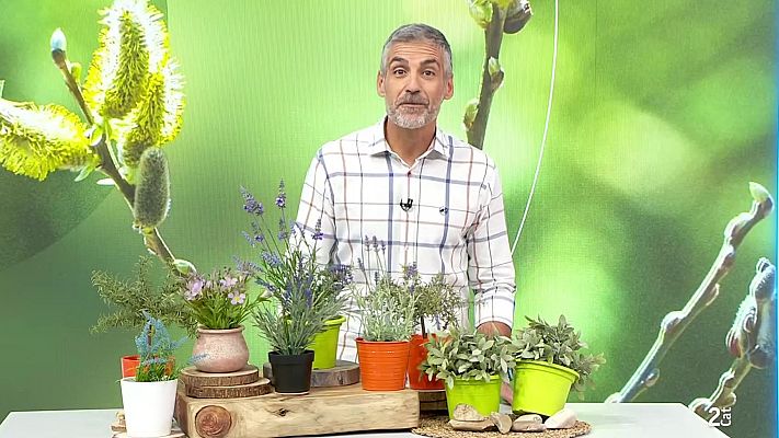 Aquí la Terra - Oli d'oliva, flors i vaques