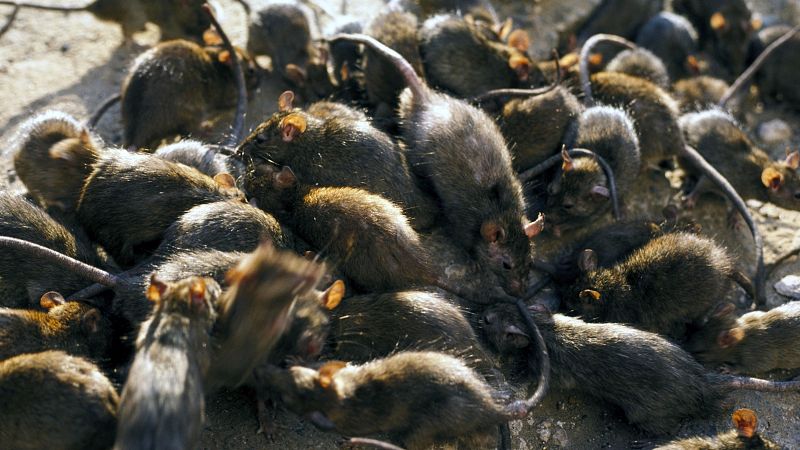 Cada vez hay más enfermedades que saltan de los animales a los humanos, según expertos