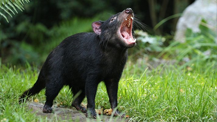 Animales extraordinarios de Australia - Tenaz