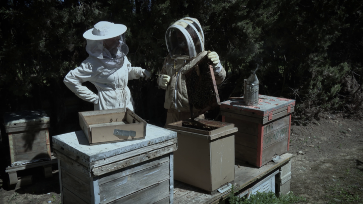 ¿Cómo afectará el Eclipse Total de Sol a las abejas? - Aquí la Tierra | Ver