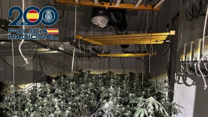 Noticias Murcia - Policía Nacional desmantela la mayor red de cultivos de marihuana de Cartagena