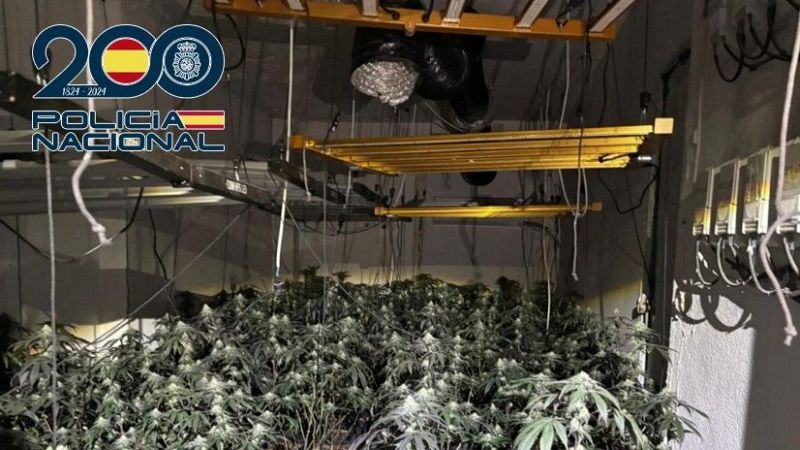 Policía Nacional desmantela la mayor red de cultivos de marihuana de Cartagena - Noticias Murcia | Ver