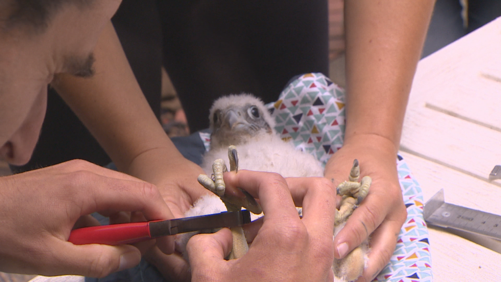 La cría de halcón peregrino nacida en Getxo ha sido anillada para su seguimiento | RTVE Play – Ver ahora