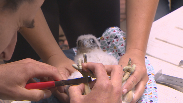 Telenorte - País Vasco - La cría de halcón peregrino nacida en Getxo ha sido anillada para su seguimiento