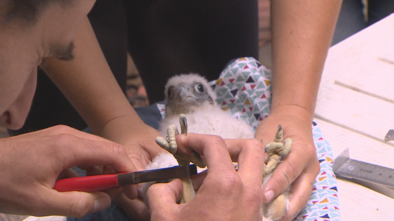 La cría de halcón peregrino nacida en Getxo ha sido anillada para su seguimiento | RTVE Play – Ver ahora