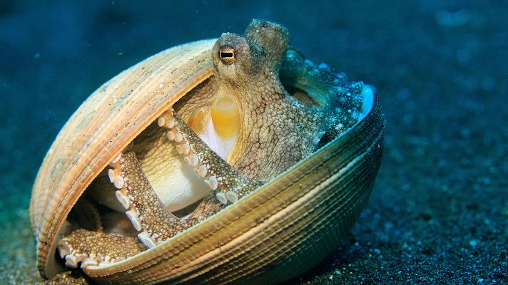 Animales extraordinarios de Australia - Juguetón