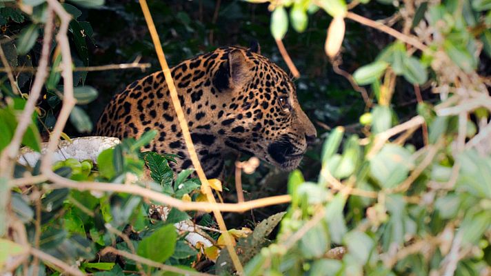 Jaguar en su hábitat selvático, parcialmente oculto entre la vegetación, con pelaje de rosetas negras y mirada atenta. La luz se filtra, creando una atmósfera de sigilo.