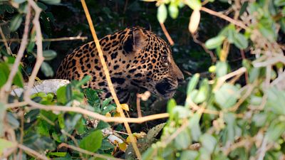Rayas y manchas