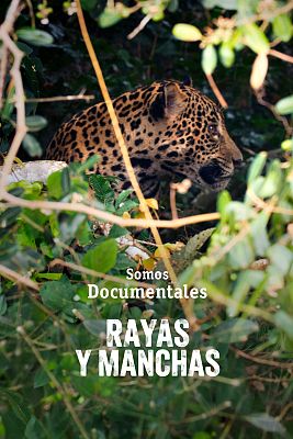 Somos Documentales - Rayas y manchas