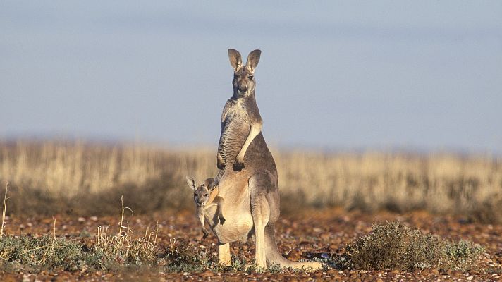 Animales extraordinarios de Australia - Siniestro