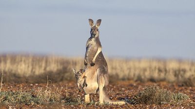 Animales extraordinarios de Australia - Episodio 18: Siniestro - Animales extraordinarios de Australia | Ver