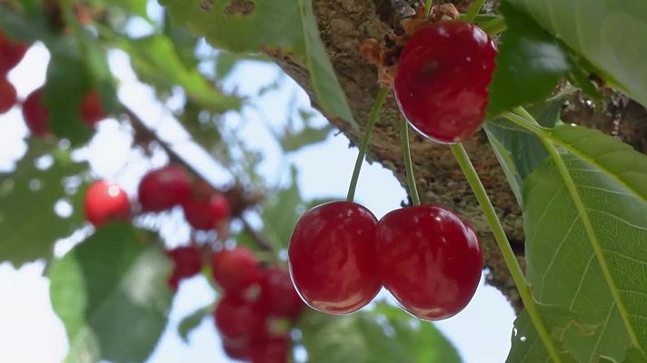 Noticias Aragón - El pedrisco arrasa la mitad de la cosecha de cereza temprana en la provincia de Zaragoza