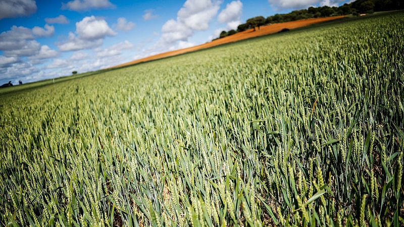 Agricultores celebran San Isidro a pérdidas con el cereal - Noticias de Castilla y León | Ver