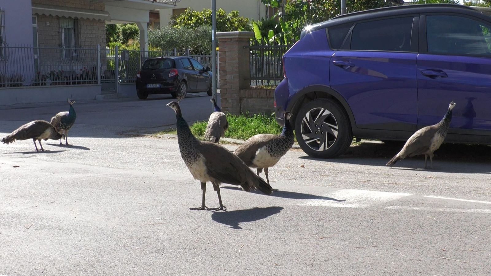 Un pueblo italiano sufre una invasión de pavos reales | Ver