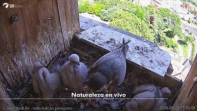 Naturaleza en vivo