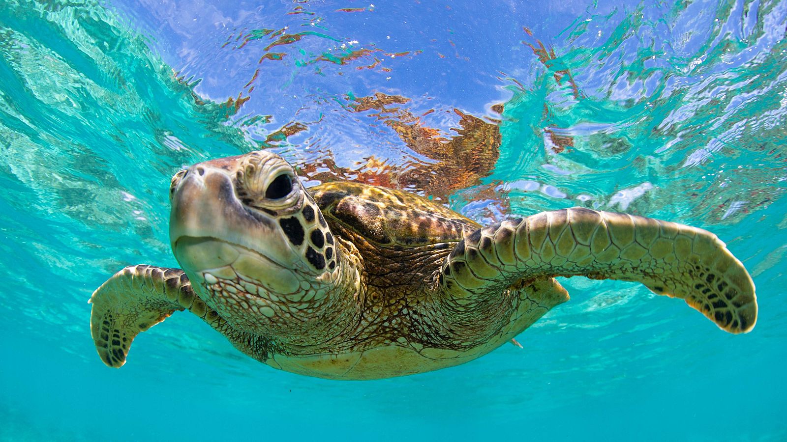 Animales extraordinarios de Australia - Episodio 19: Protector - Animales extraordinarios de Australia | Ver