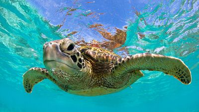 Animales extraordinarios de Australia - Episodio 19: Protector - Animales extraordinarios de Australia | Ver