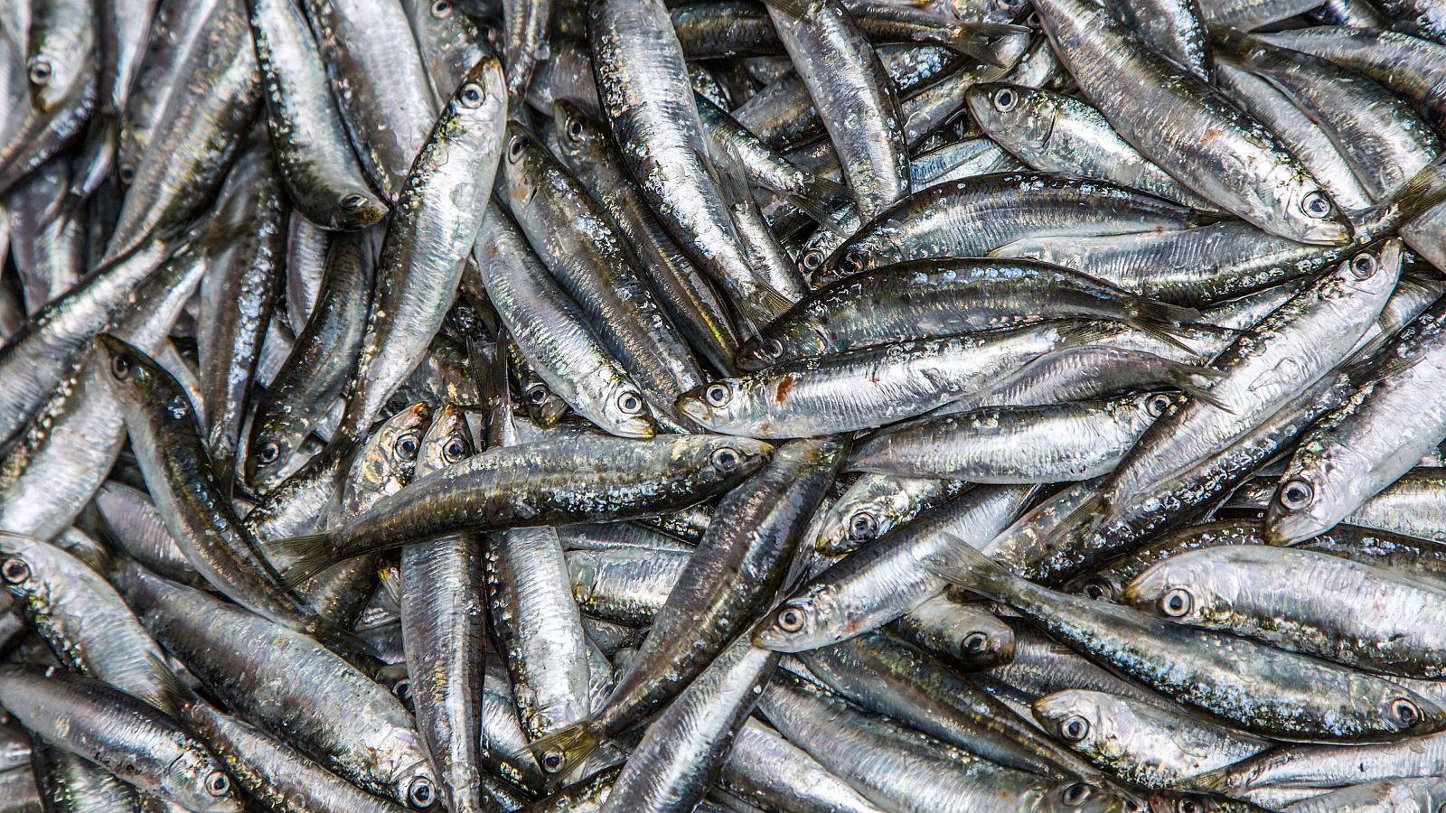 Ya está en marcha la campaña de pesca de la sardina ibérica | Ver