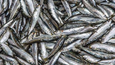 Ya está en marcha la campaña de pesca de la sardina ibérica, plato estrella del verano