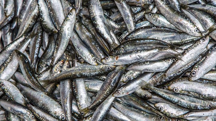 Telediario 2 - Ya está en marcha la campaña de pesca de la sardina ibérica, plato estrella del verano