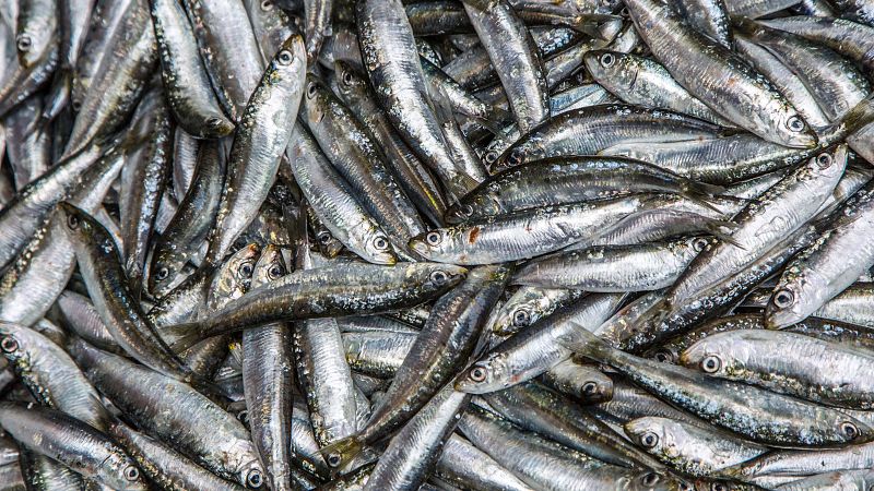 Ya está en marcha la campaña de pesca de la sardina ibérica | Ver